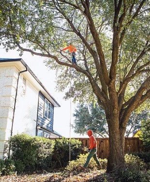 Tree-Trimming1