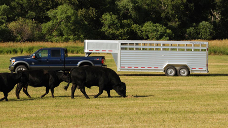 Ways-To-Safely-Transport-Farm-Animals