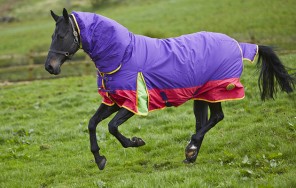 horse with foal rugs
