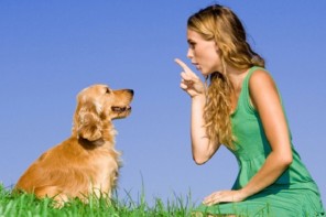 how to properly train a dog