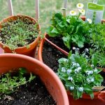 Plants That You Can Grow at Your Home