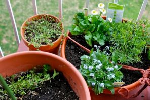 Plants That You Can Grow at Your Home
