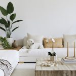 Indor Plants at Living Room