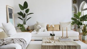 Indor Plants at Living Room