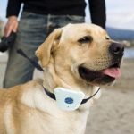 Ultrasonic Bark Collar