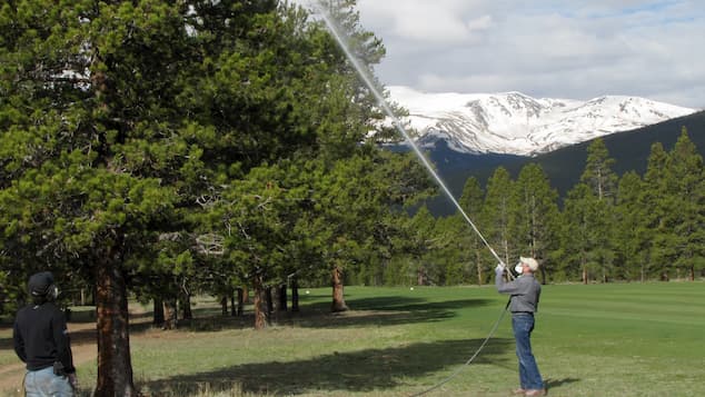 canopy spraying the trees