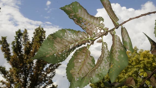 damaged leaves on the tree