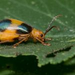 larger elm leaf beetle