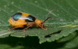 larger elm leaf beetle