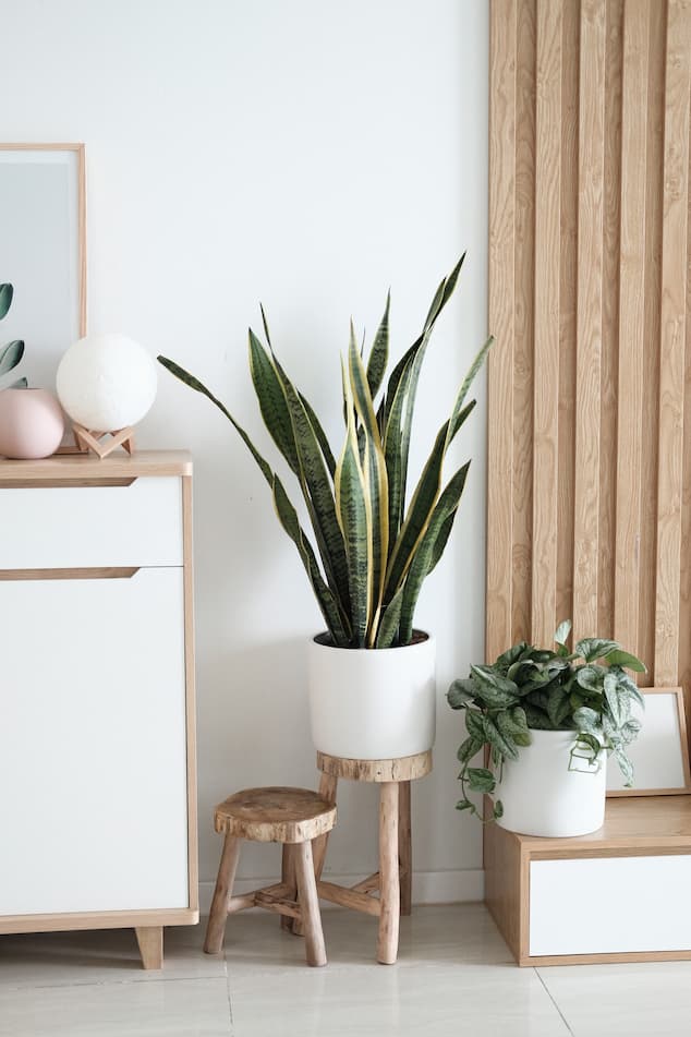decorative wood furniture with plant