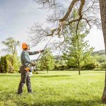man trimming a tree