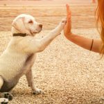dog-training