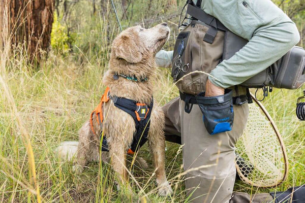 a man and a dog on a hike