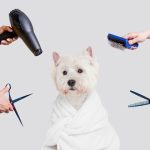 a dog with essential grooming equipment around it