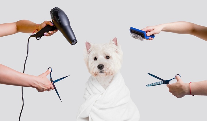 6 Essential Pieces of Grooming Equipment for Your Salon | Ways To