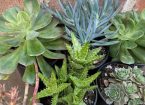 garden-succulent-plants
