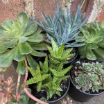 garden-succulent-plants