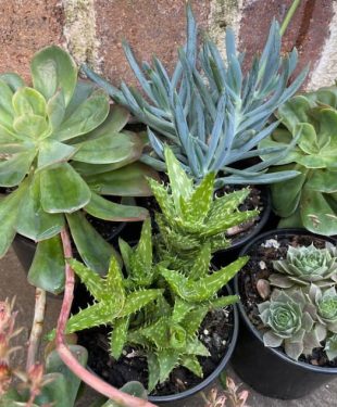 garden-succulent-plants
