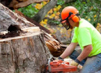 removal of a tree