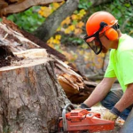 removal of a tree