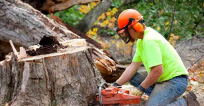 removal of a tree