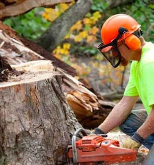 removal of a tree