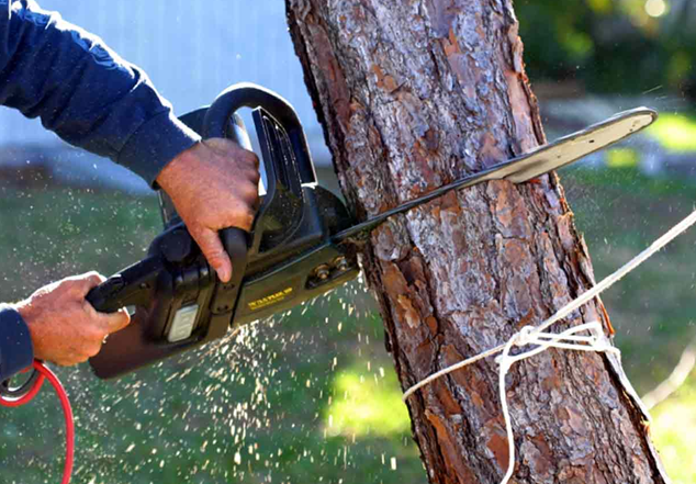tree services